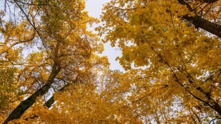 Алдағы демалыс күндері жаңбыр жауып, 2 градусқа дейін аяз болады