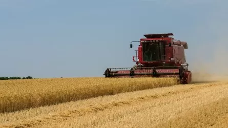 Стало известно, сколько зерна собрали в Казахстане  