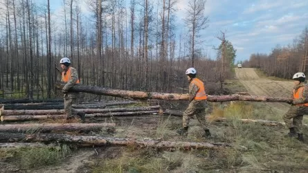 МЧС РК проводит санитарную вырубку в "Семей орманы" 