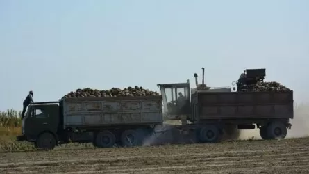 Жамбылдық диқандар қант қызылшасын қайда өткізерін білмей отыр