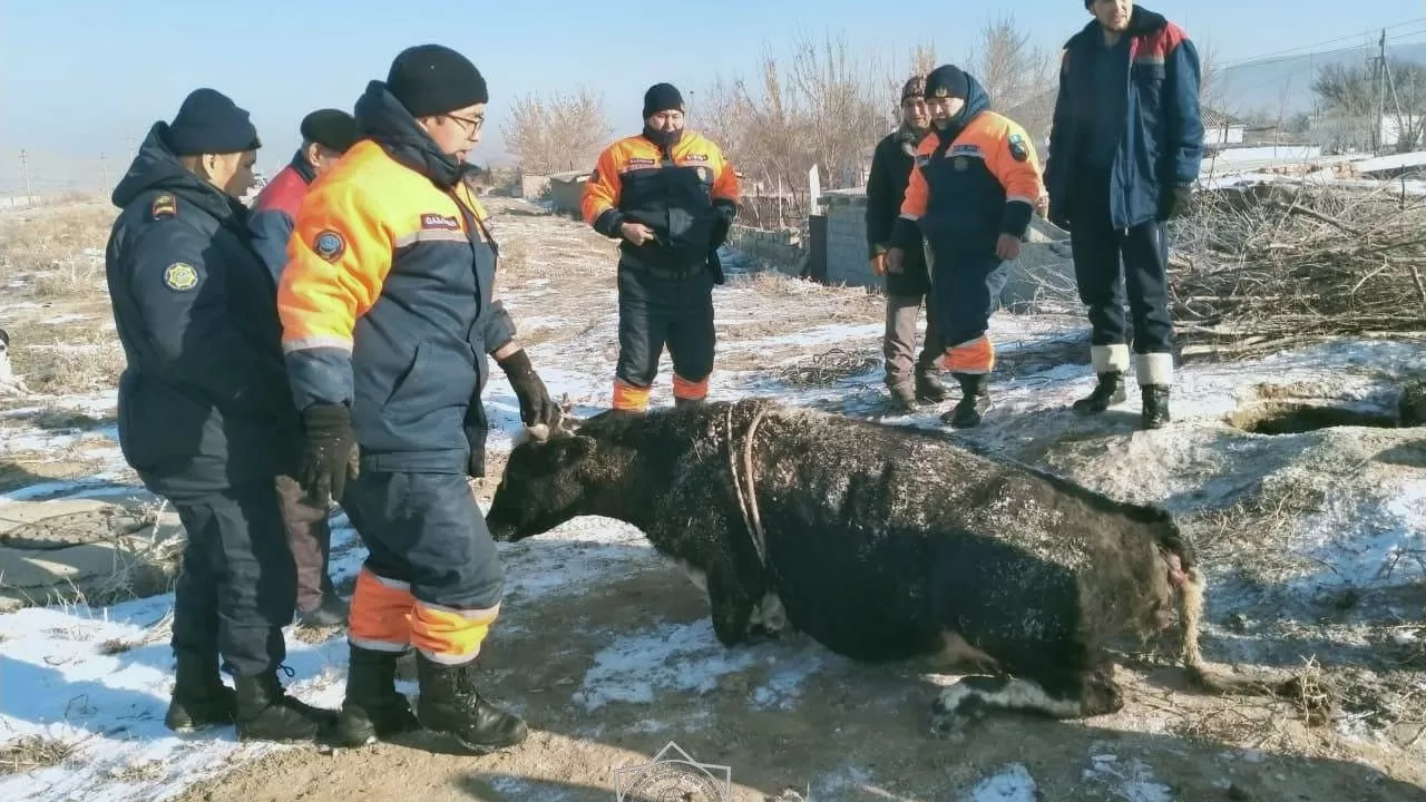 Корова упала в открытый колодец в Жамбылской области