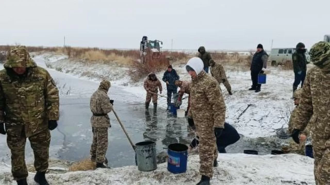 Атырау облысында балық қырылып жатыр: 8,5 млн шабақ құтқарылды