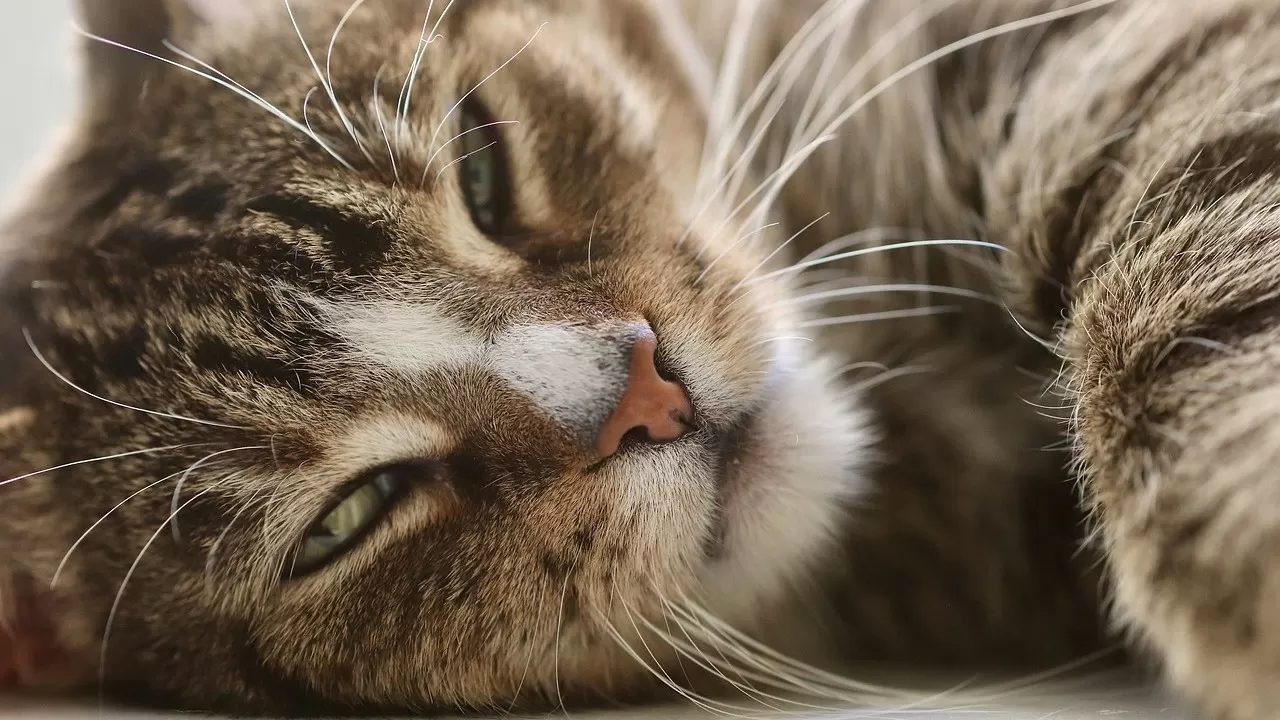 Кота по кличке Макс постирали в стиральной машине  