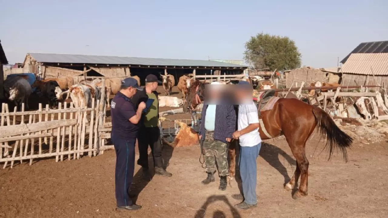 Более 11 тысяч бесхозных сельхозживотных загнали на штрафстоянки области Абай
