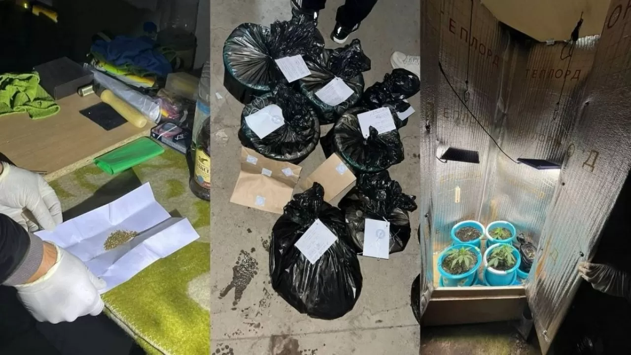 Оралда есірткі өсіретін жасырын фитозертхана жойылды