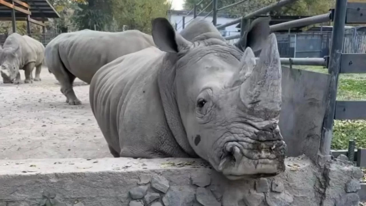 Алматыдағы зообақта мүйізтұмсыққа тас лақтырған адам іздестіріліп жатыр