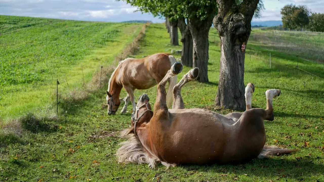 Жителям сразу девяти сел вернули пастбища в Павлодарской области