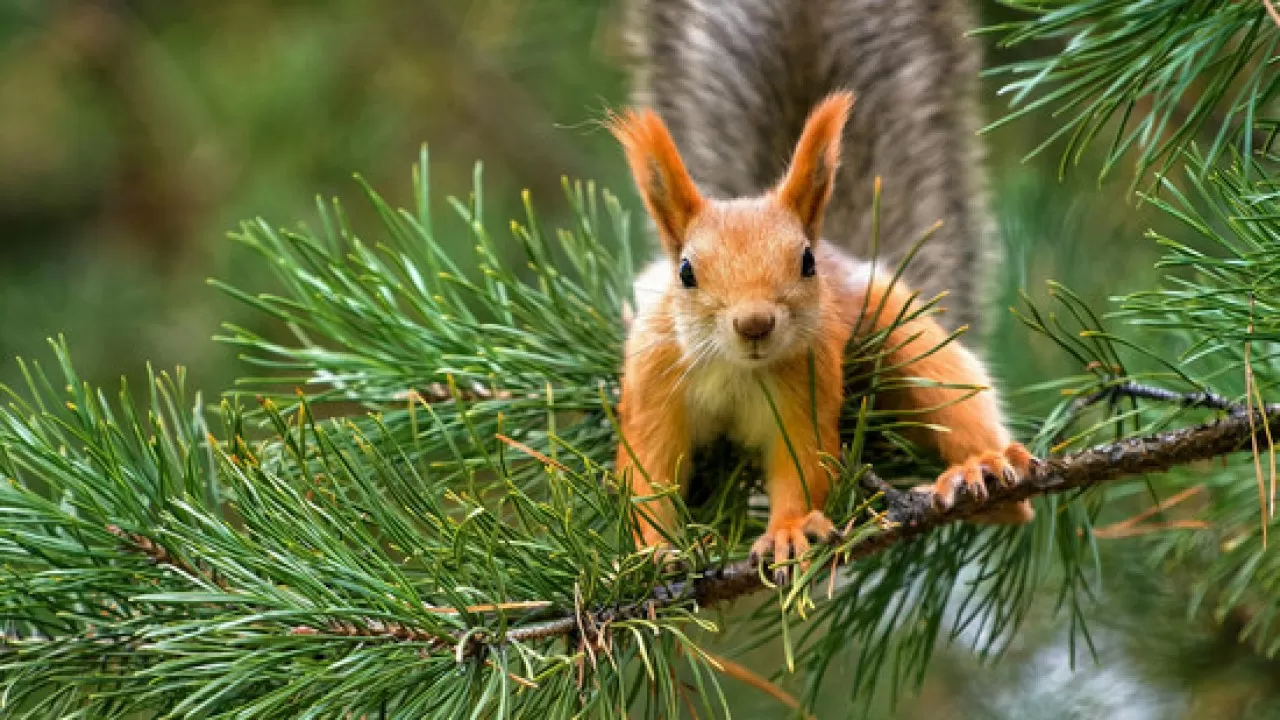 "Семей орманы" мекемесі филиалының директоры жұмысынан босатылды