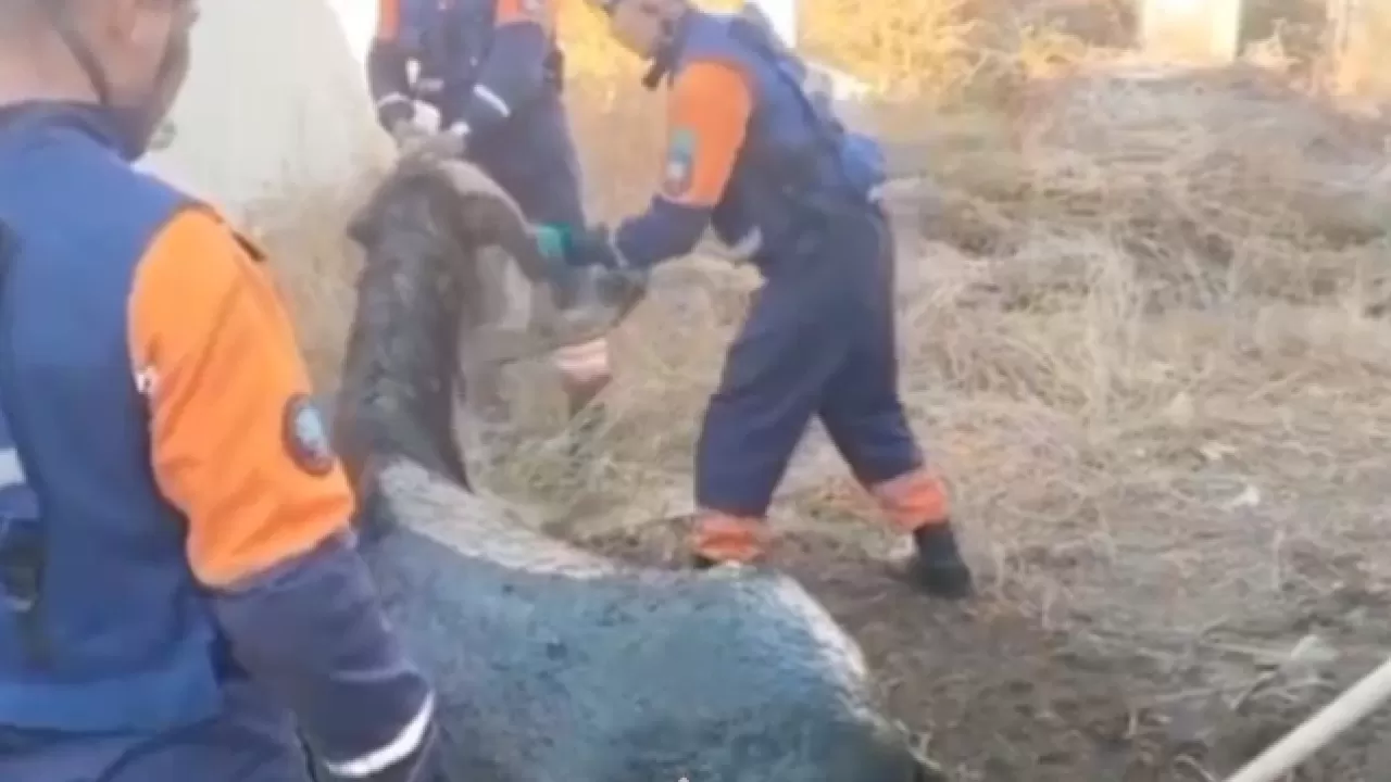 Упавшую в глубокую яму лошадь спасли в Семее