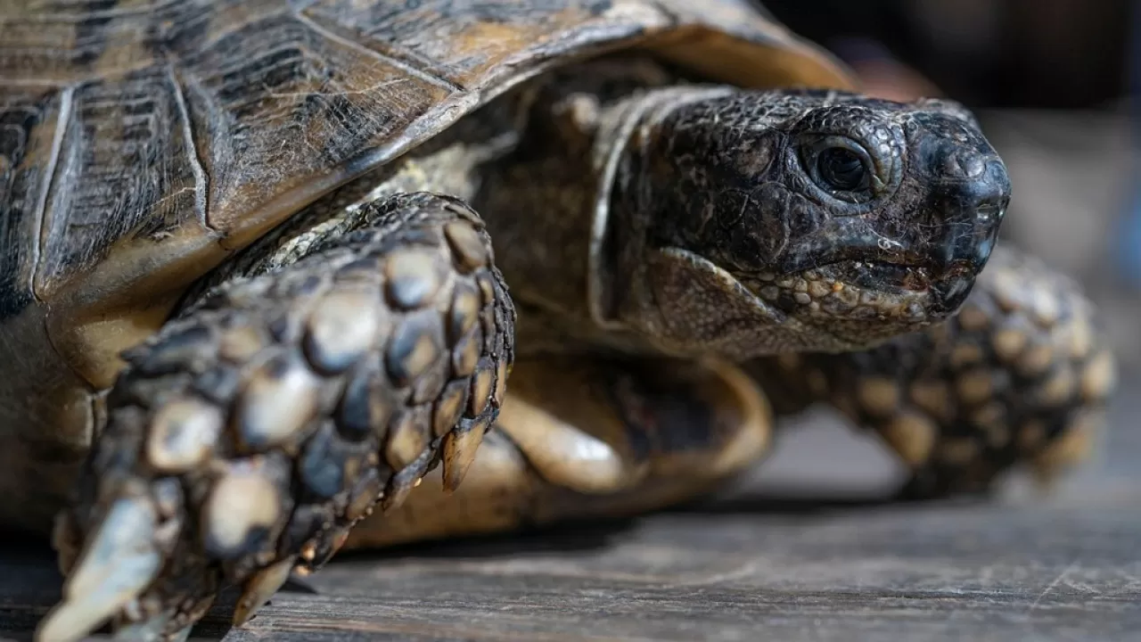 В США похитили двух черепах, находящихся под угрозой исчезновения
