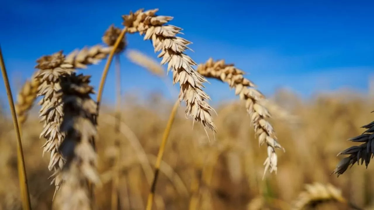 В Казахстане почти завершилась уборочная кампания 