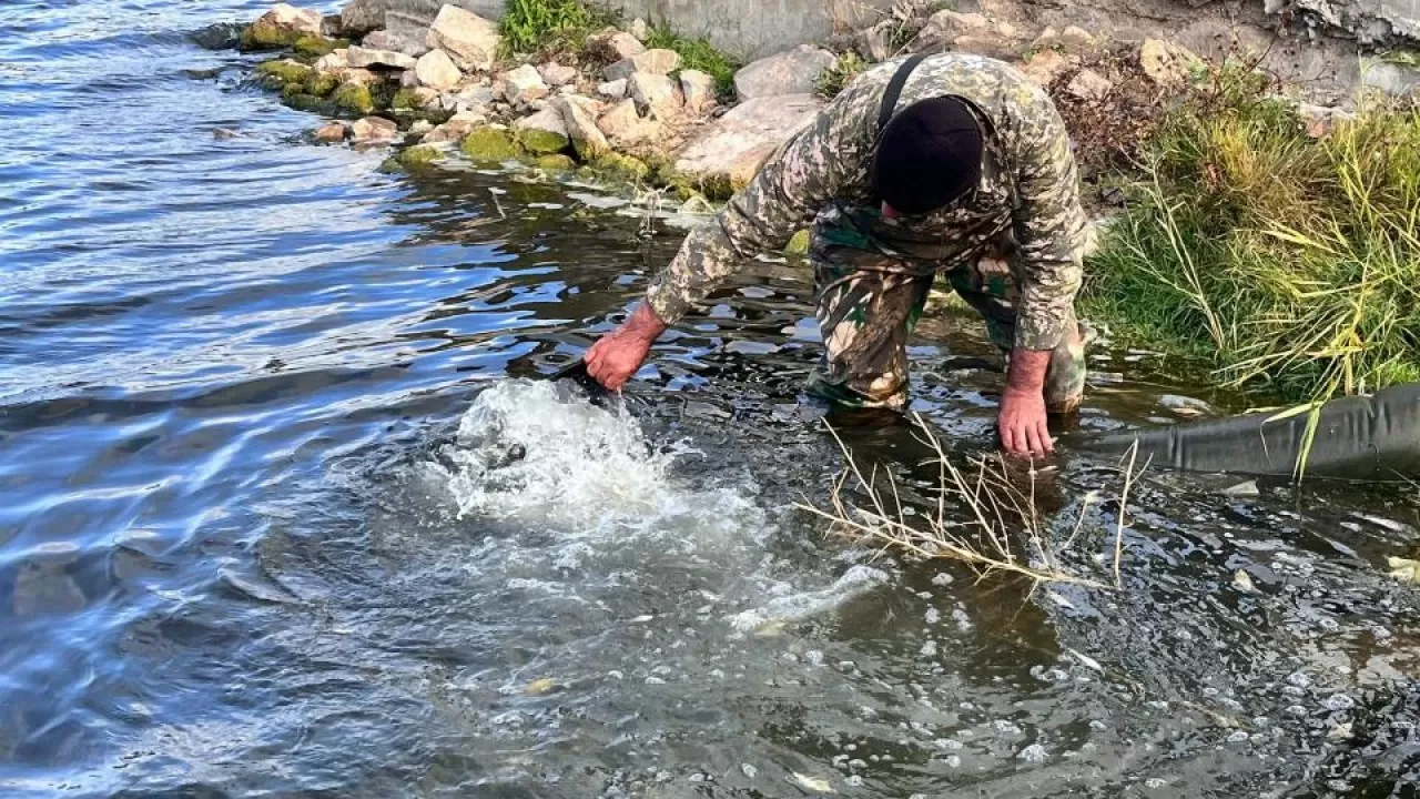 Есіл өзеніне 500 мыңнан астам тұқы балықтарының шабағы мен ақ амур жіберілуде
