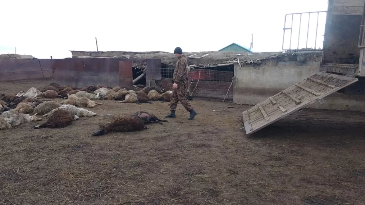 Батыс Қазақстанда 65 қой-ешкі қырылып қалды