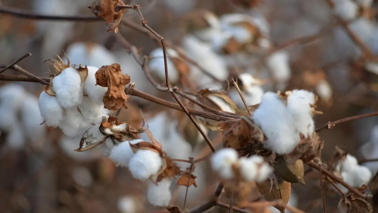 Сколько хлопка собрали в Казахстане на 29 октября