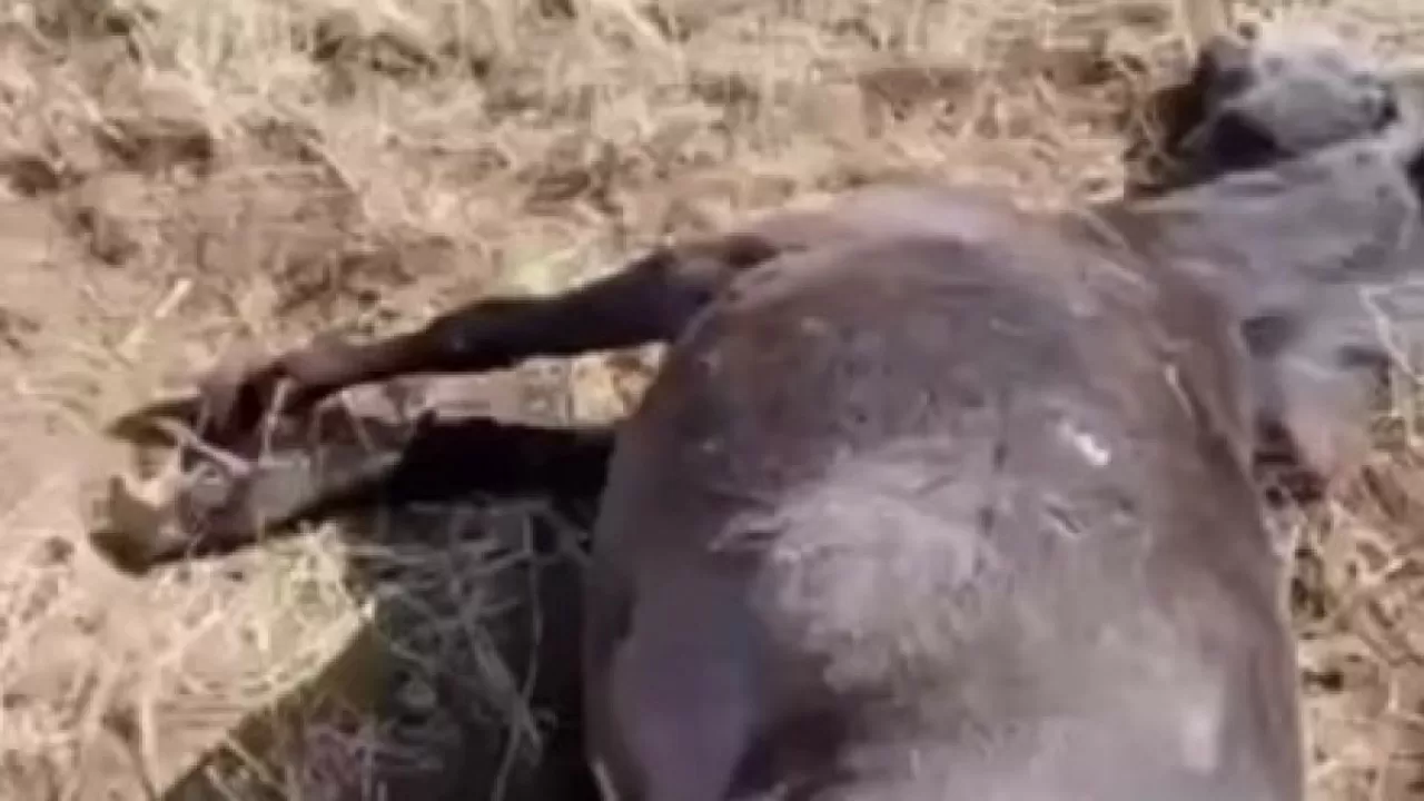 Қарағанды облысының тұрғыны бір үйір жылқыны атып тастаған