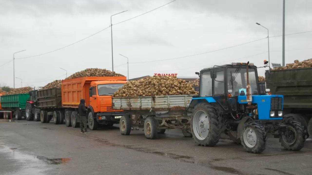 В области Жетiсу оба сахарных завода начали приемку сахарной свеклы
