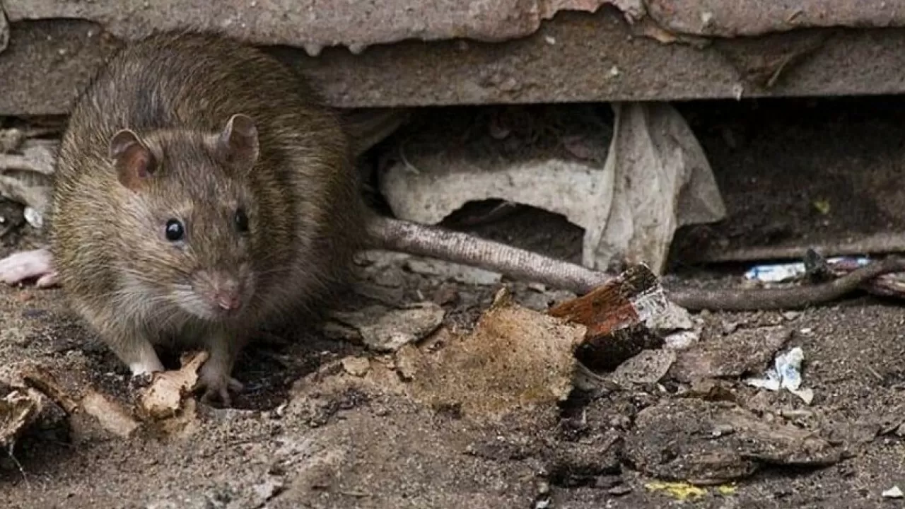Крысы в Атырау: жители требуют срочных мер