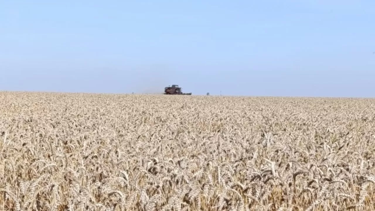 Когда завершится уборка зерновых в Костанайской области