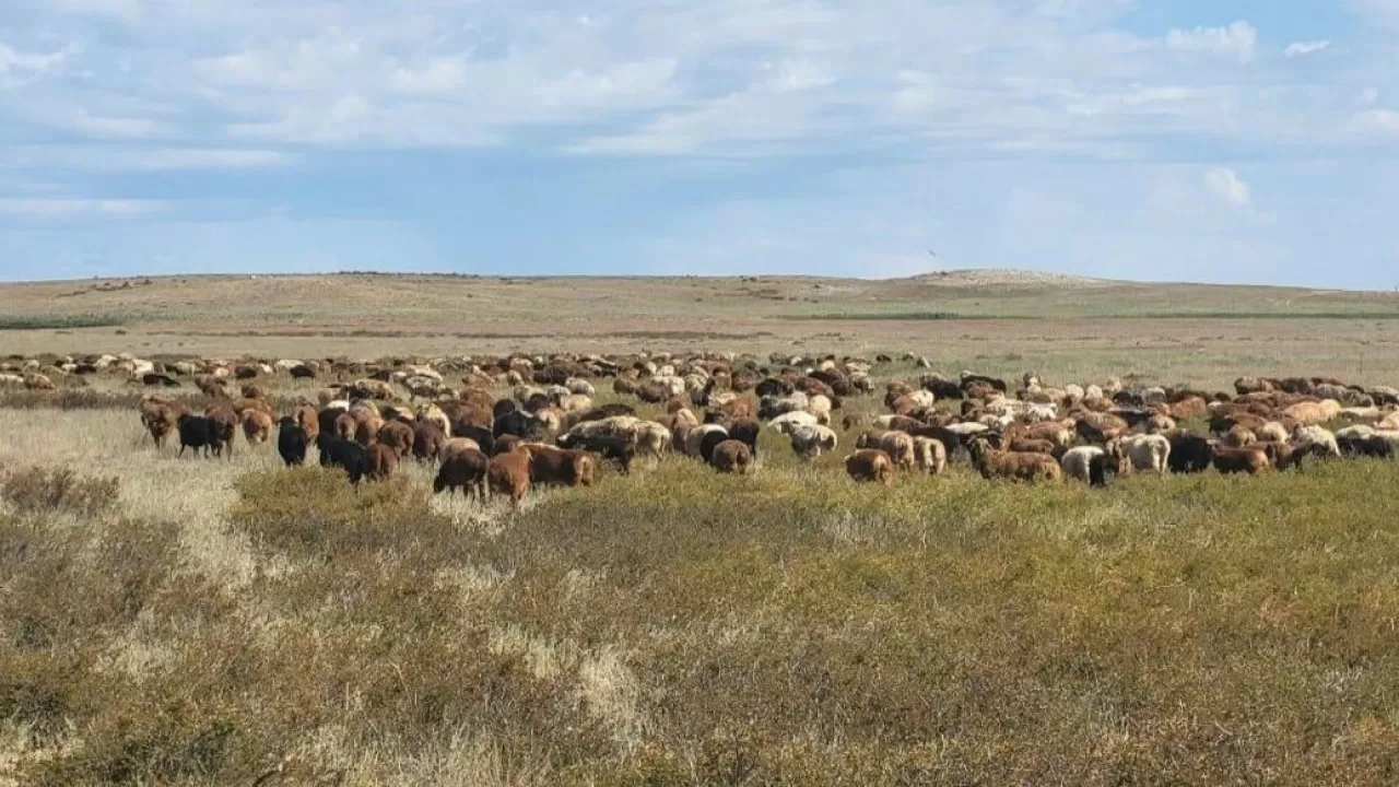 Ұлытау облысында қой тұқымын асылдандыру жобасы жүзеге асырылып жатыр