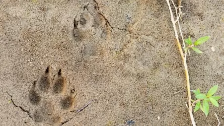 Малоизученный хищник попал в объектив фотоловушки в Казахстане