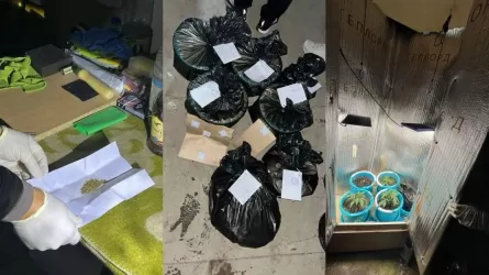 Оралда есірткі өсіретін жасырын фитозертхана жойылды