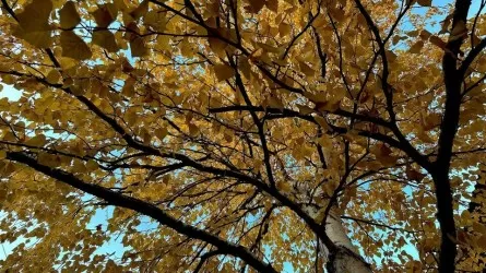 23  қазан күні ел аумағында ауа райы қалай құбылады