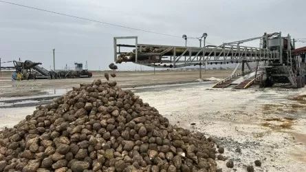 Жетісу зауыттары қант қызылшасын тоннасына 40 мың теңгеден қабылдай бастады