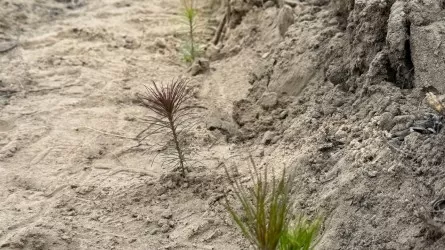 Ұлттық компания өрттен зардап шеккен орманды қалпына келтіруге кірісті