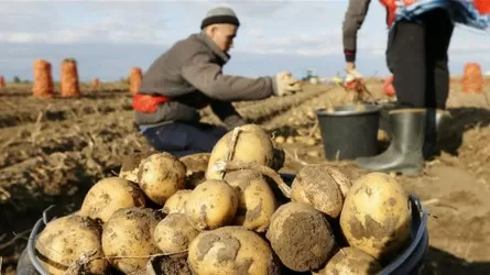 Елімізде картоп тапшылығын жою үшін бөлінген 5,1 млрд теңге тиімсіз жұмсалған 
