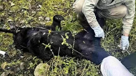 Жапонияда аюлардың адамдарға шабуылы жиіледі