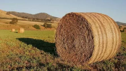 Қазақстанда 37,8 млн тонна мал азығы дайындалды