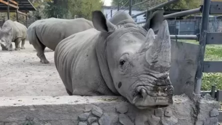 Алматыдағы зообақта мүйізтұмсыққа тас лақтырған адам іздестіріліп жатыр