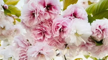 29 октября: Всемирный день борьбы с инсультом, День Республики в Турции и другие события  