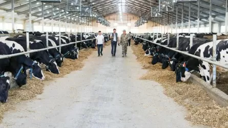 Қазақстанда қанша ірі қара мал бар екені белгілі болды