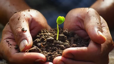 Қазақстанда өсімдіктердің есебі жүргізіліп жатыр