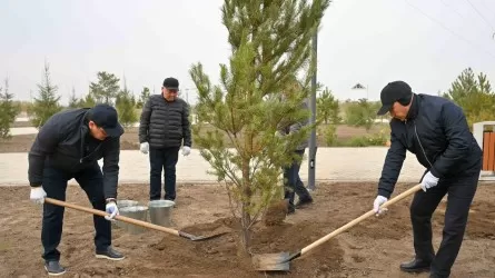 В области Абай высажено 5 тысяч саженцев деревьев 