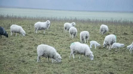 В области Улытау реализуют проект «Овцеводство на 5000 голов»