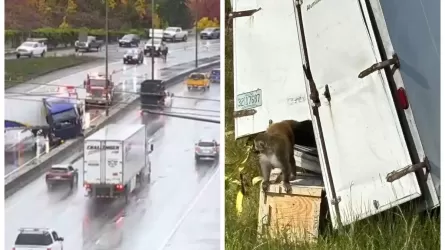 АҚШ-та қауіпті вирус жұқтырған маймылдардың бірі әлі табылмай жатыр
