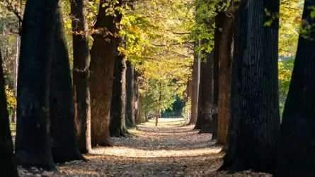 В роще Баума ночью вырубили несколько деревьев