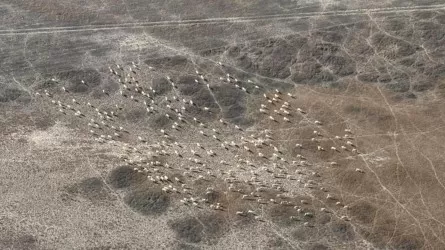 Архаров и сайгаков считают в Карагандинской области  