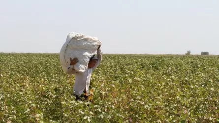 Жетісайда 106 мың тоннадан астам мақта жиналды 
