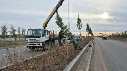 Астанада айналма жолдардың бойы көгалдандырылады