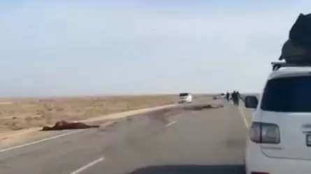 Смертельный таран: два человека погибли в ДТП с лошадью на трассе Бейнеу – Актау
