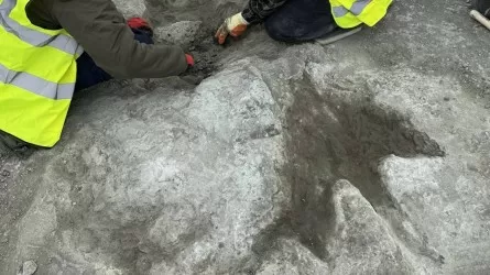 Самый длинный в Европе след динозавра нашли в известняковом карьере 