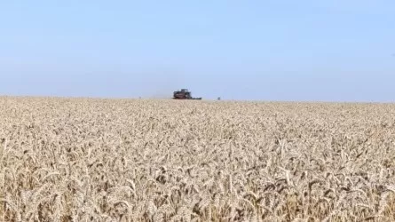 Когда завершится уборка зерновых в Костанайской области