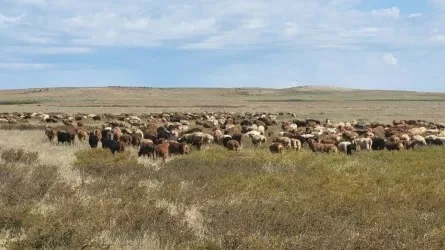 Ұлытау облысында қой тұқымын асылдандыру жобасы жүзеге асырылып жатыр