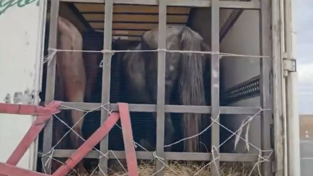 Полицейлер 11 млн теңгенің мал ұрлығын әшкере қылды