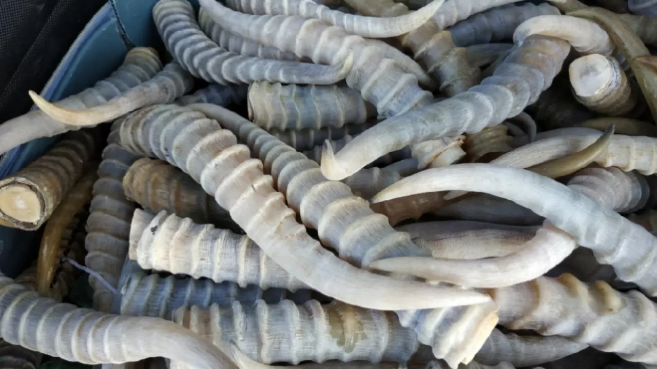 Рога сайгака и наркотики хранил в своем доме житель Костанайской области