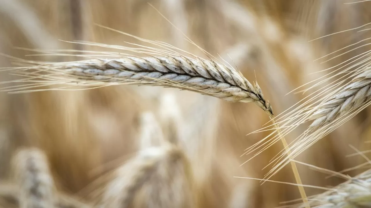 Мошенник получил срок за фиктивный "закуп зерна" в Костанае 