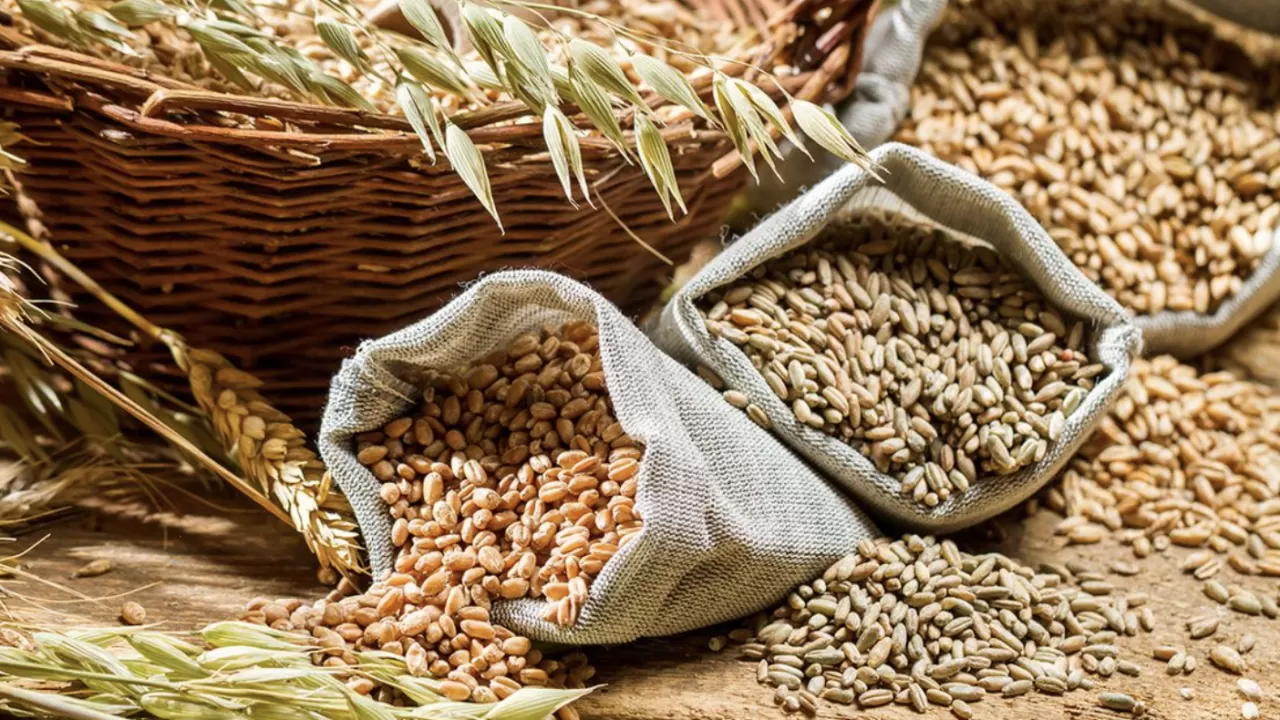 Отандық астық қай елдерге экспортталғаны белгілі болды